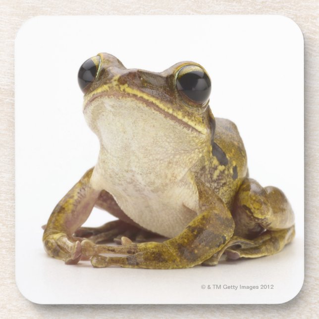 Dessous-de-verre Grenouille d'arbre d'or (Devant)