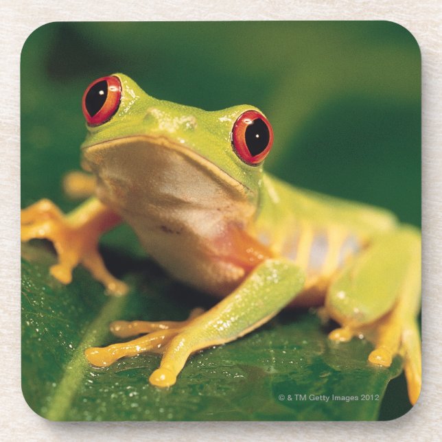 Dessous-de-verre Grenouille d'arbre rouge d'oeil (Devant)