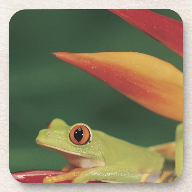 Dessous-de-verre Grenouille d'arbre rouge d'oeil se reposant sur la (Devant)