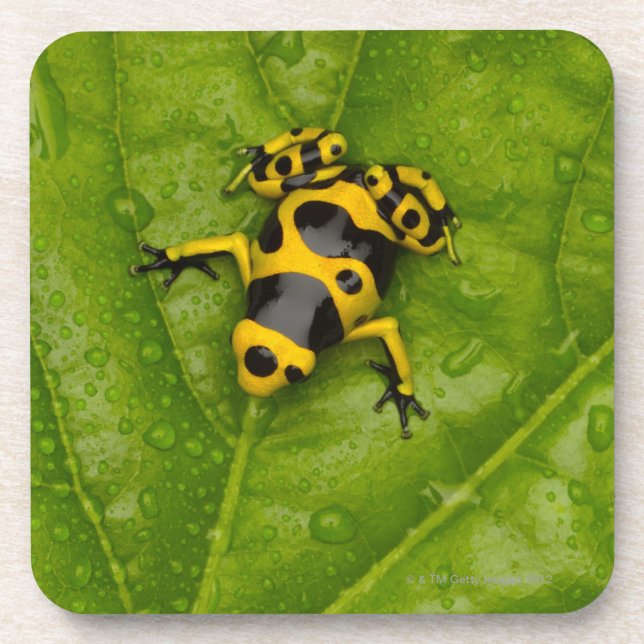 Dessous-de-verre Grenouille de dard de poison de bourdon (Devant)