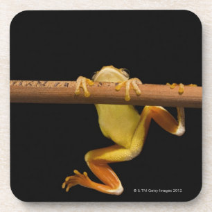 Dessous-de-verre Grenouille de marais (Limnonectes Leytensis)