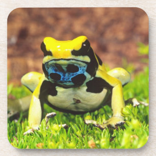 Dessous-de-verre Grenouille empoisonnée, Dendrobates tinctorius,