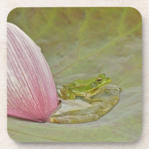 Dessous-de-verre Grenouille et pétale de fleur de lotus, Chine,