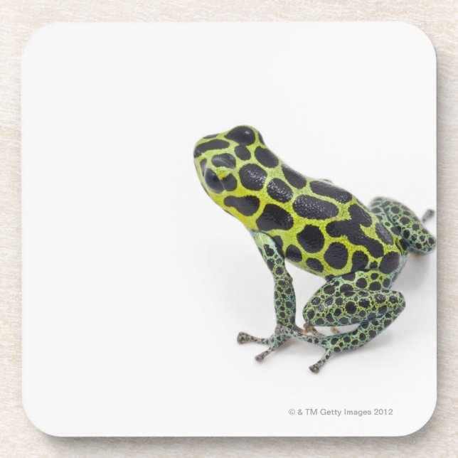 Dessous-de-verre Grenouille verte de dard de poison repérée par (Devant)
