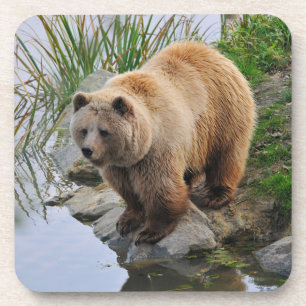 Dessous-de-verre Grizzly Oear Wildlife Animal Photographie