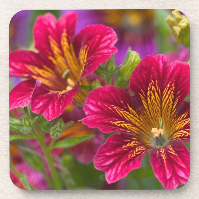 Dessous-de-verre Gros plans de langue peinte de leurs fleurs - (Devant)