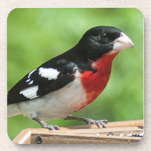 Dessous-de-verre Grosbeak à poitrine rose (Devant)