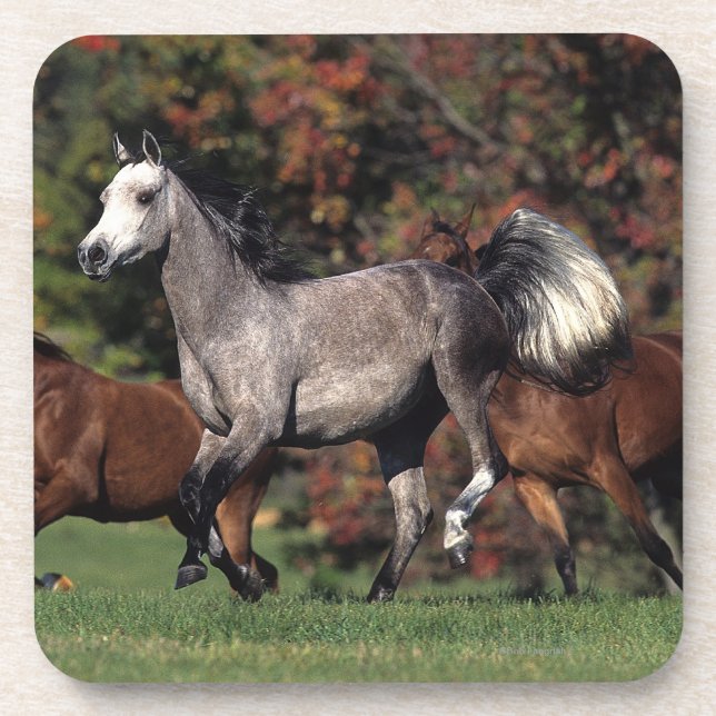 Dessous-de-verre Groupe de fonctionnement arabe de chevaux (Devant)