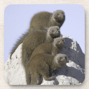 Dessous-de-verre Groupe de la mangouste naine sur un monticule de