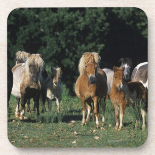 Dessous-de-verre Groupe de poulains miniatures