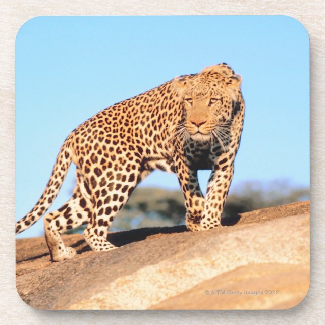 Dessous-de-verre Guépard (Devant)