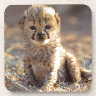 Dessous-de-verre Guépard 19 jours petit mâle