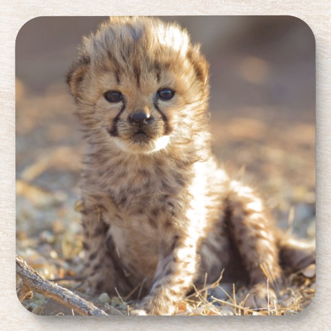 Dessous-de-verre Guépard 19 jours petit mâle (Devant)