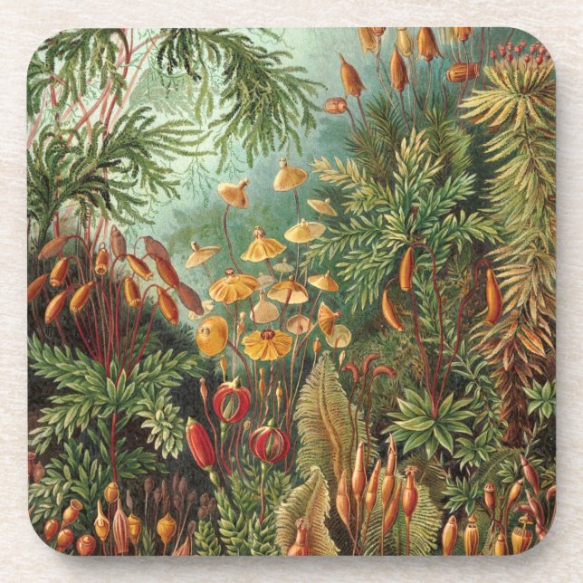 Dessous-de-verre Haeckel (Devant)