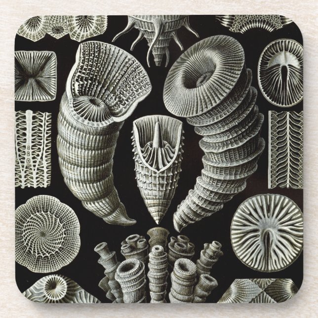 Dessous-de-verre Haeckel (Devant)