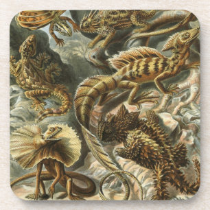 Dessous-de-verre Haeckel