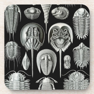 Dessous-de-verre Haeckel Black