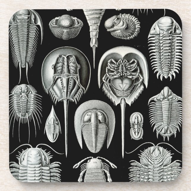 Dessous-de-verre Haeckel Black (Devant)