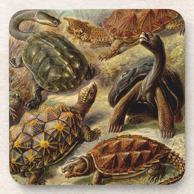 Dessous-de-verre Haeckel Tortoises (Devant)