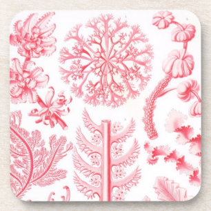 Dessous-de-verre Haeckel vintage