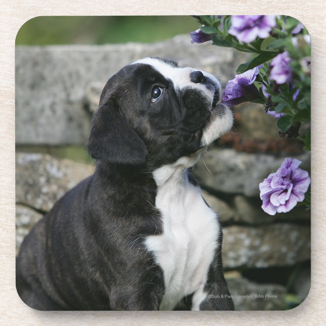 Dessous-de-verre Halètement de chien de boxeur (Devant)
