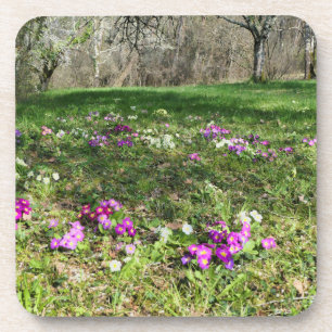 Dessous-de-verre Harbinger du printemps