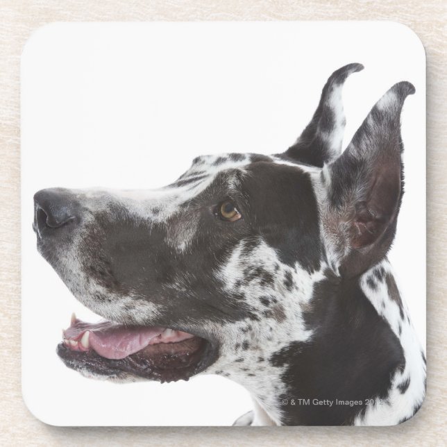 Dessous-de-verre Harlequin great dane (Devant)