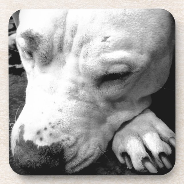 Dessous-de-verre harry potier cicatrice chien blanc pit bull (Devant)