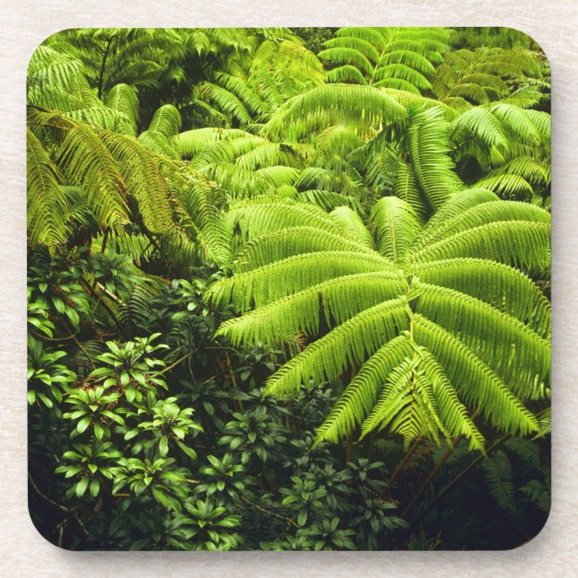 Dessous-de-verre Hawaii, Grande Ile, Verdure tropicale luxuriante e (Devant)