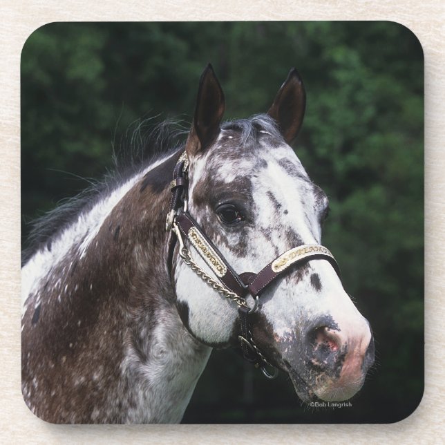 Dessous-de-verre Headshot 2 de cheval d'Appaloosa (Devant)