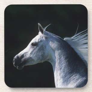 Dessous-de-verre Headshot arabe 2 de cheval