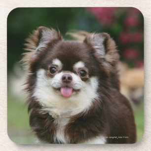 Dessous-de-verre Headshot aux cheveux longs 1 de chiwawa