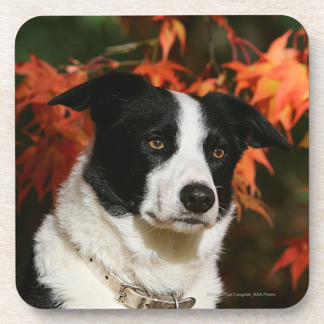 Dessous-de-verre Headshot d'automne de border collie (Devant)