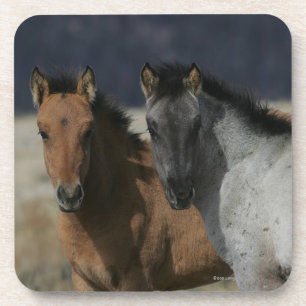 Dessous-de-verre Headshot de poulain de mustang