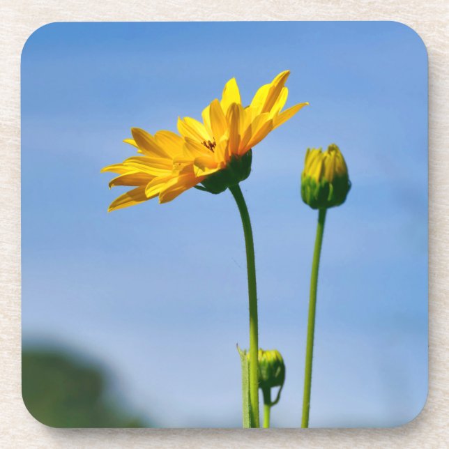 Dessous-de-verre Hélénium de marguerite jaune (Devant)
