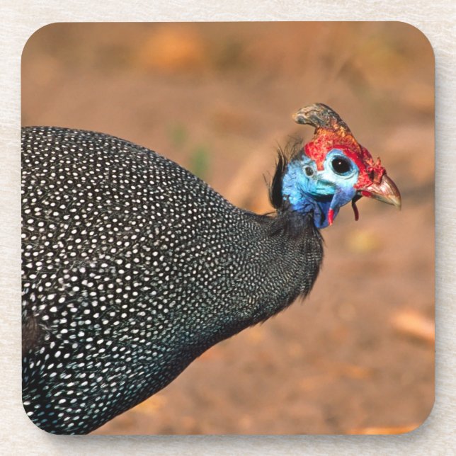 Dessous-de-verre Helmeted Guinea Fowl (Numida meleagris). Afrique, (Devant)