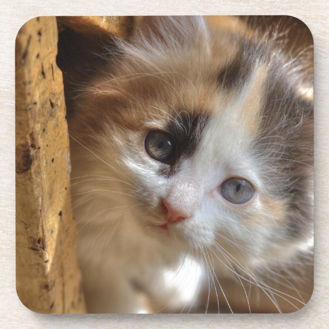 Dessous-de-verre Heterochromia Calico Kitten (Devant)