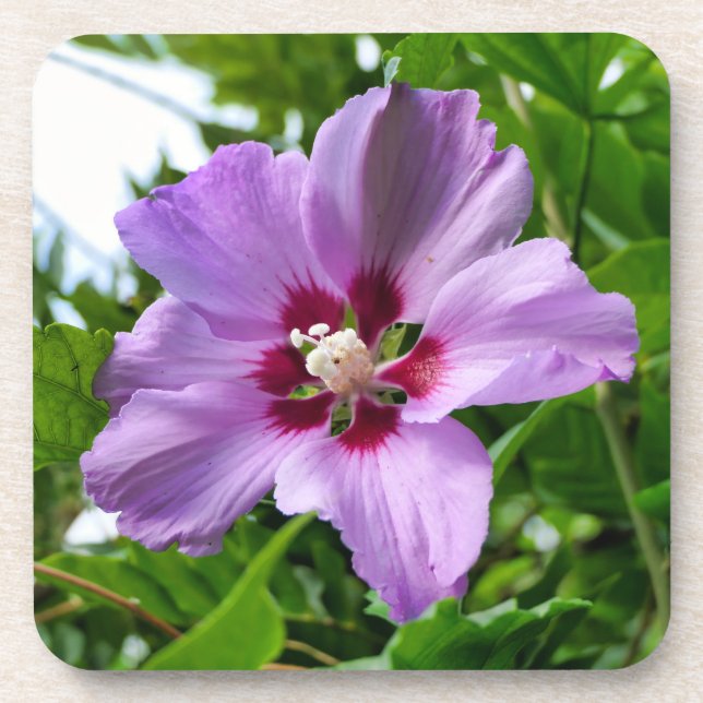 Dessous-de-verre Hibiscus (Devant)