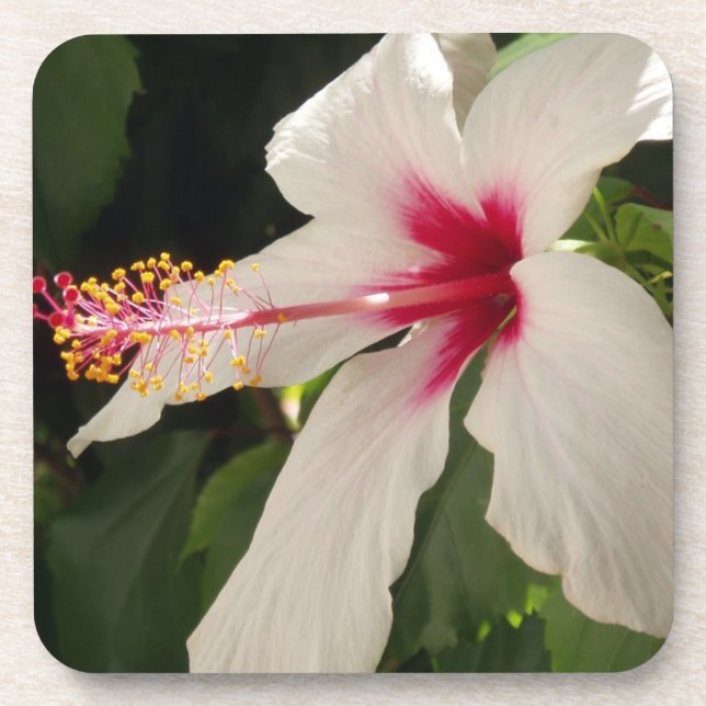 Dessous de verre Hibiscus (Devant)