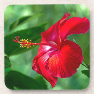 Dessous-de-verre Hibiscus Blossom