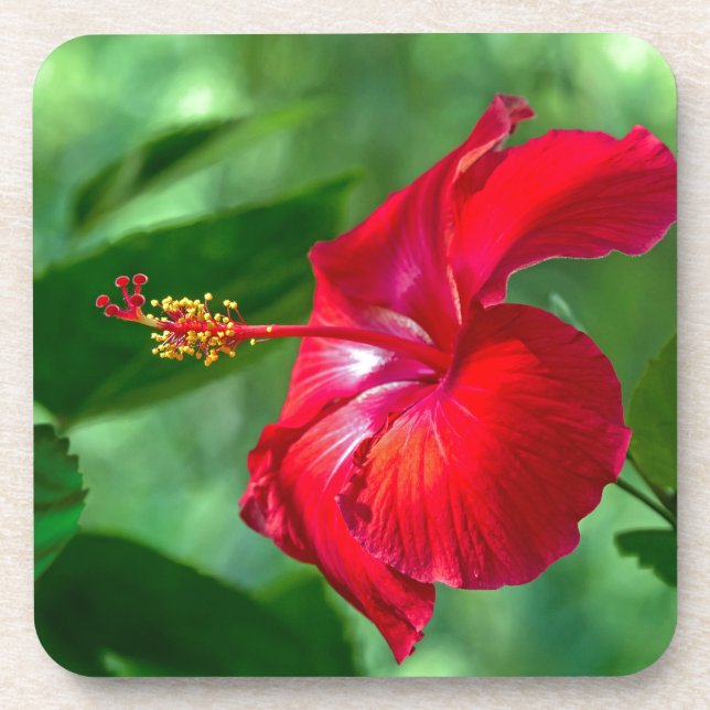 Dessous-de-verre Hibiscus Blossom (Devant)
