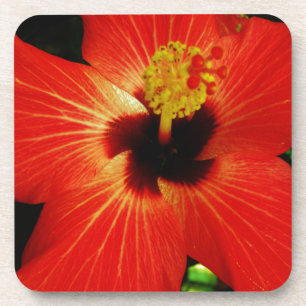 Dessous-de-verre Hibiscus rouge