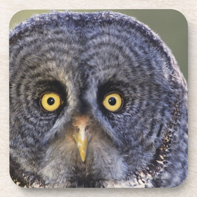 Dessous-de-verre Hibou 3 (Devant)
