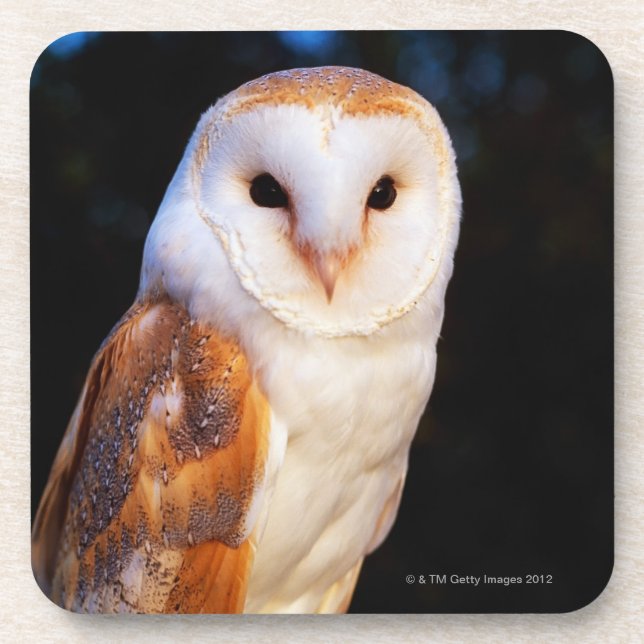 Dessous-de-verre Hibou de grange 2 (Devant)