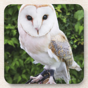 Dessous-de-verre Hibou de grange (Tyto alba) sur le gant