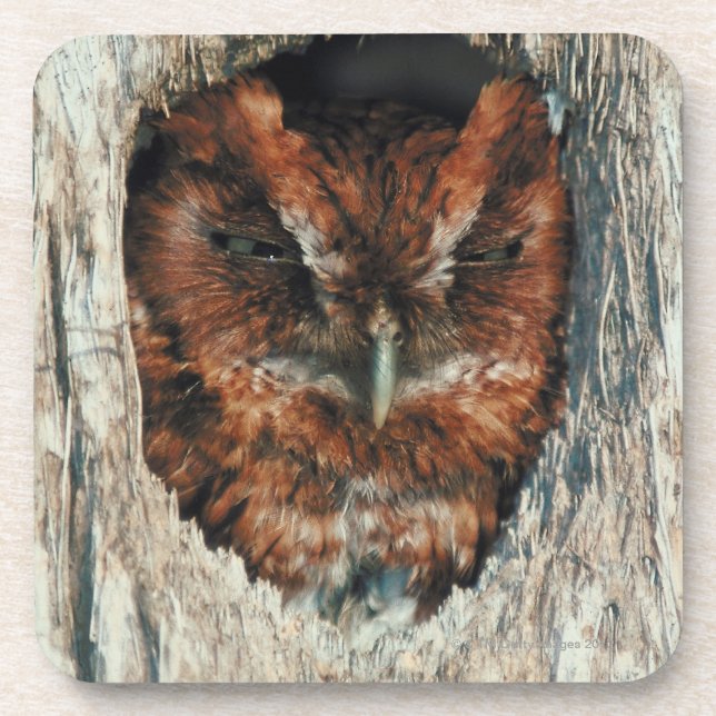 Dessous-de-verre Hibou de sommeil dans un arbre (Devant)