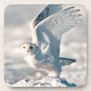 Dessous-de-verre Hibou des neiges décollant de la neige