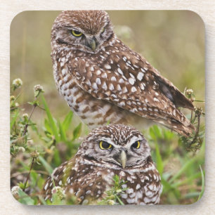 Dessous-de-verre Hibou des terriers, Athene cunicularia, Cape Coral