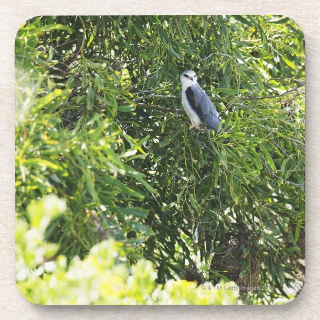 Dessous-de-verre Hibou étant perché sur un arbre (Devant)