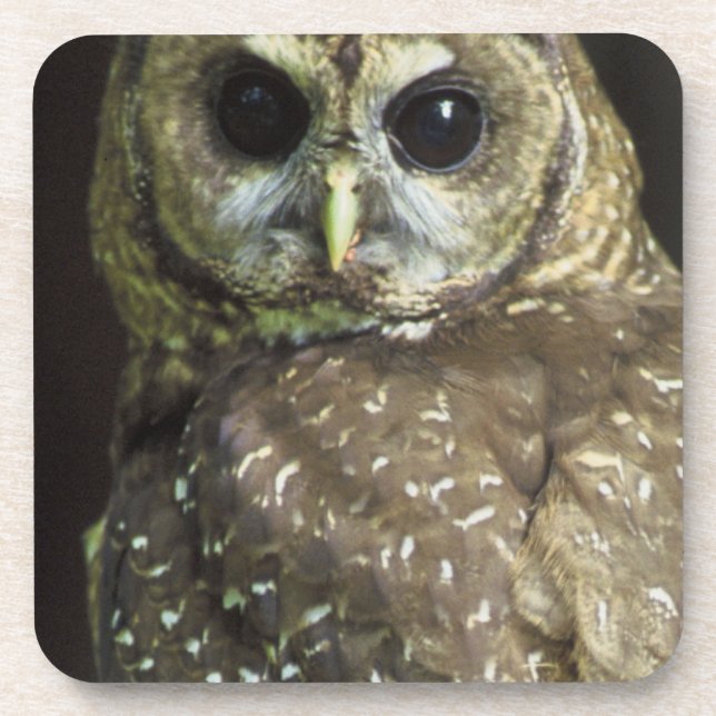 Dessous-de-verre Hibou repéré du nord (Devant)